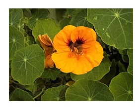 Obrázok EDENPHARMA Kapucínka väčšia roztok 100 ml